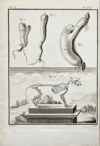 Antique Engraving - Buffon - Anatomy of Cat - Organs and Skeleton of Animal - E2