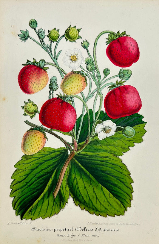 Antique Print - Charles Lemaire - Strawberry Fruit - Kind Fraisier - F5