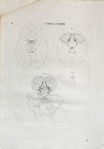 Anatomical Antique Engraving - Antonio Caldani - Human Brain - Anatomy - E2