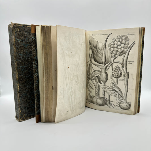 Johann Theodor de Bry and Matteus Merian - Florilegium renovatum et auctum: Das ist Vernewertes und vermehrtes Blumenbuch