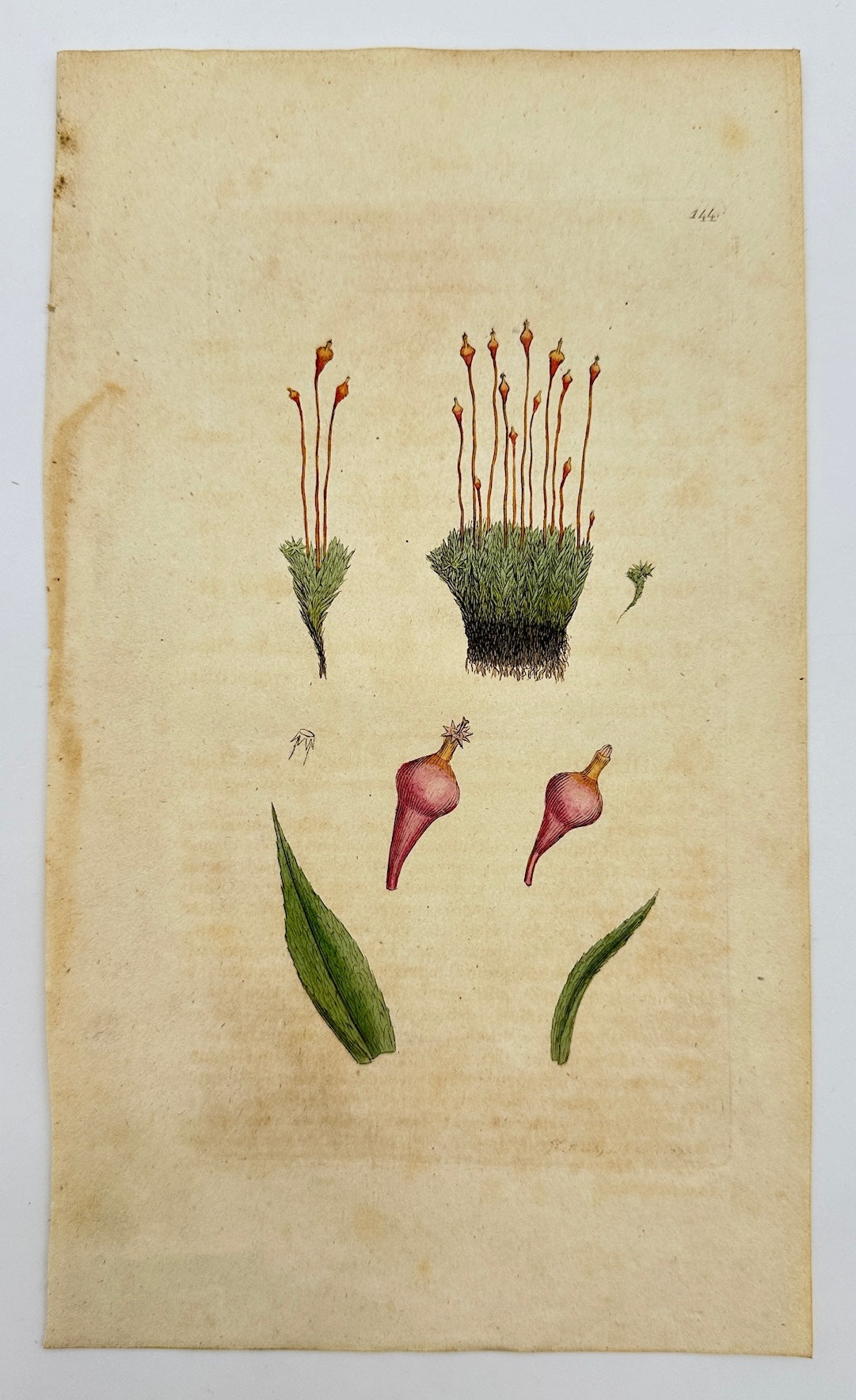 Antique Print - Sowerby - Splachnum Ampullaceum - Bottle-shaped Moss - F1