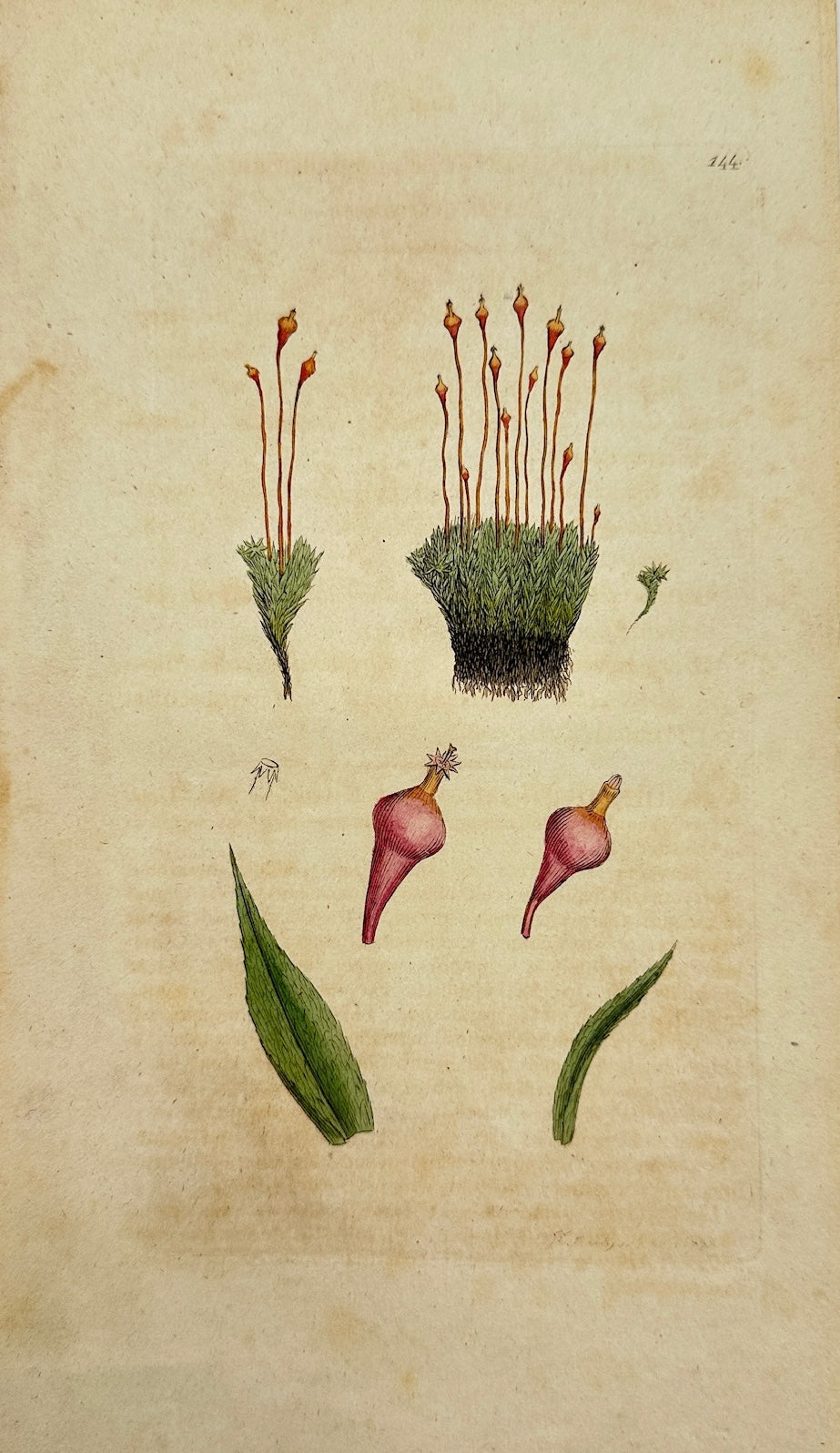Antique Print - Sowerby - Splachnum Ampullaceum - Bottle-shaped Moss - F1