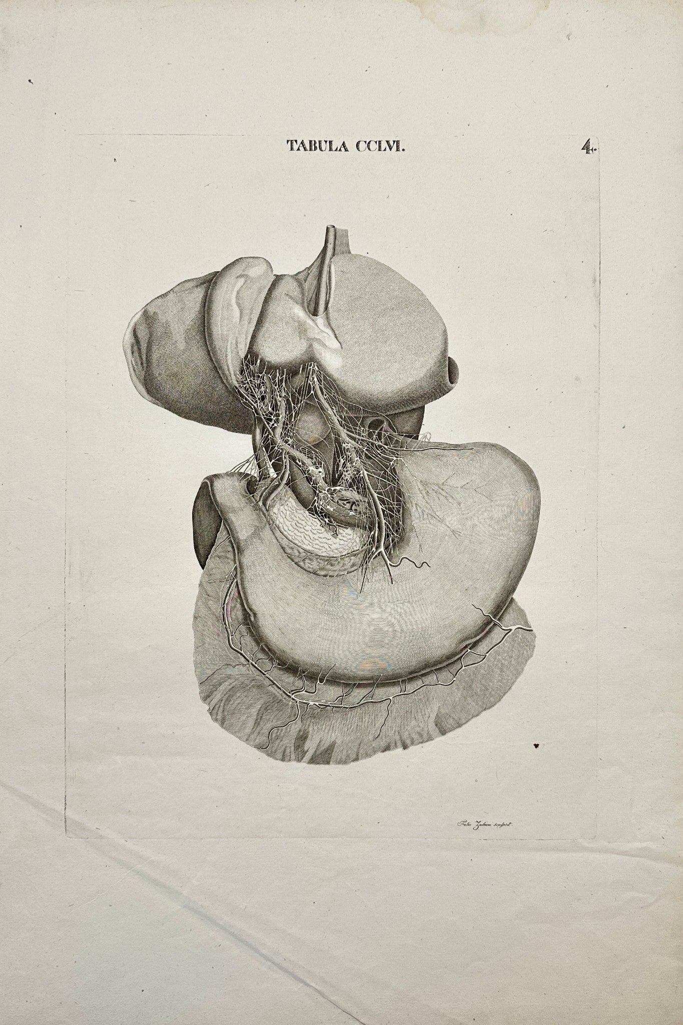 Antique Print - Nerves of the Liver, Gall Bladder, Pancreas and Stomach - F4