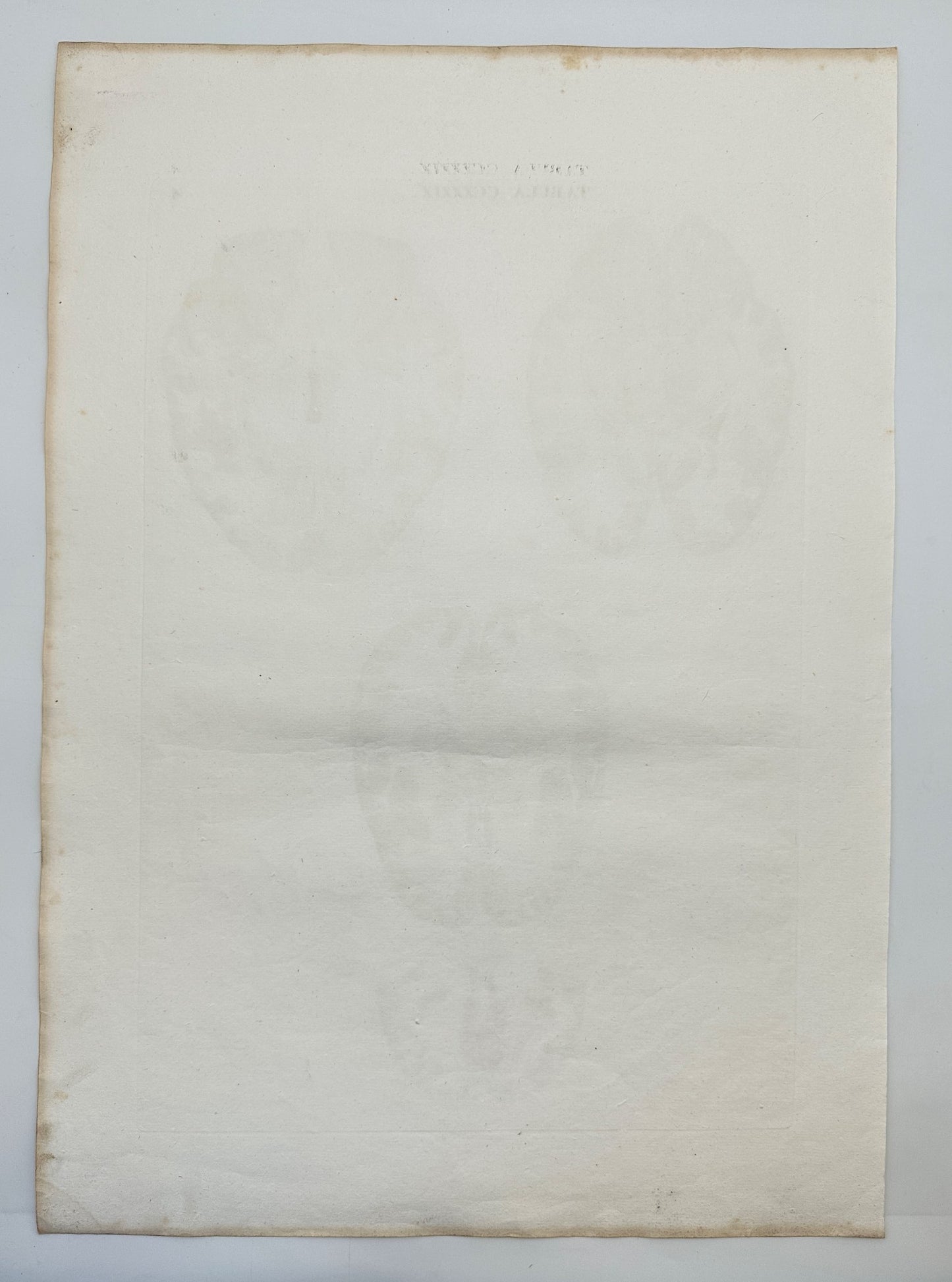 Anatomy Antique Print - Antonio Caldani - View From Inside the Skull - F4