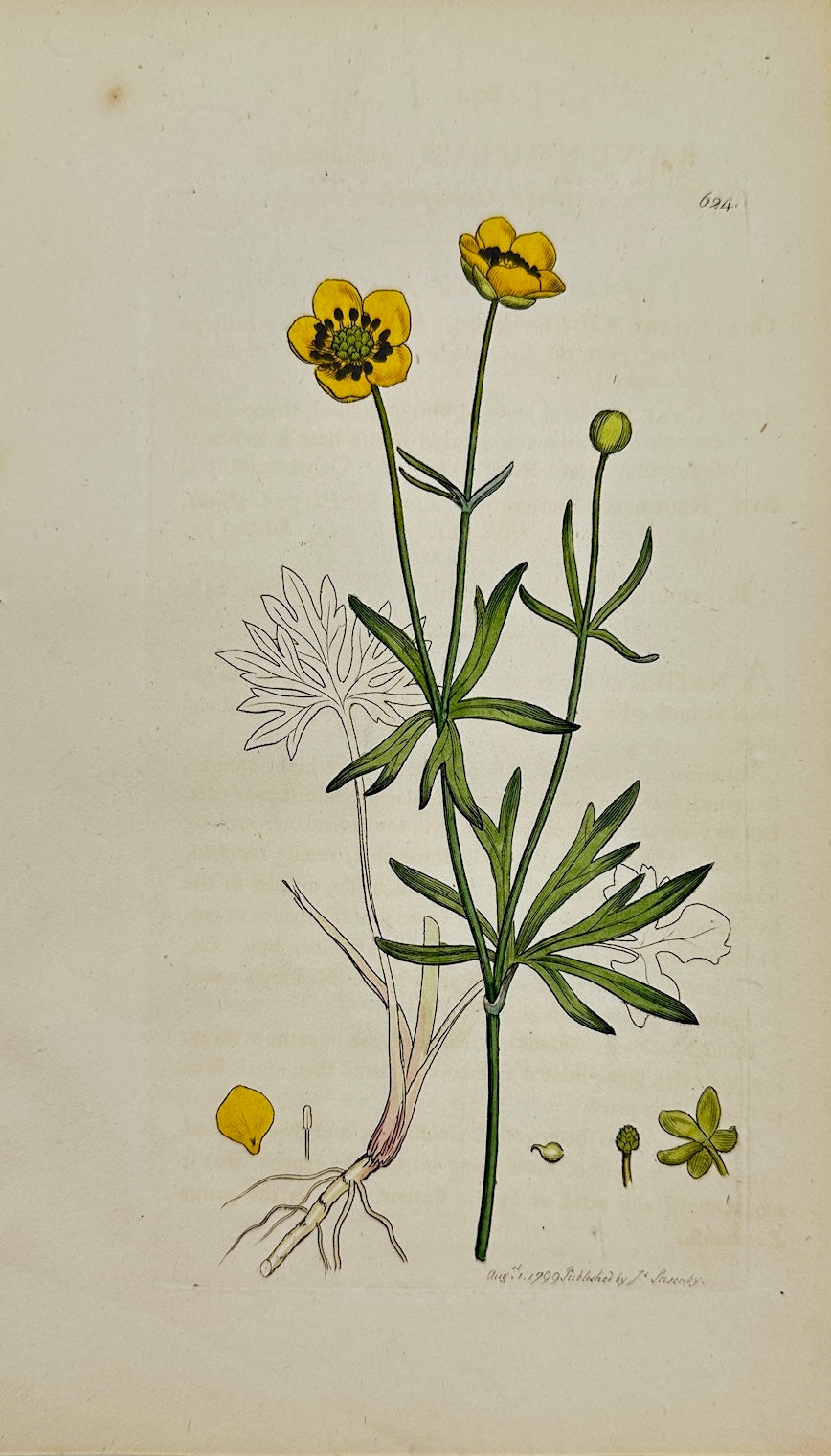 Antique Print - Sowerby - Ranunculus Auricomus - Goldilocks Buttercup - F1