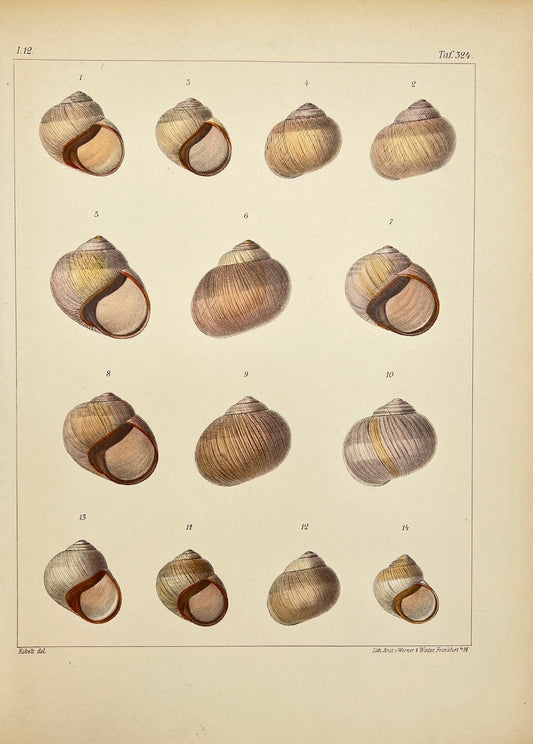 Antique Print - Conchology - Snail Shell - Roman Snail -  Friedrich Martini - Dahlströms Fine Art